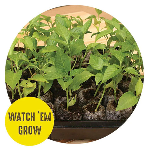 Seed Starting Greenhouse Kit For Tomatoes And Vegetables, 16 Biodegradable Expanding Peat Pellets with growing seedlings