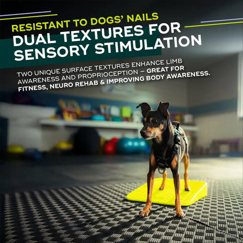 Dog standing on Inflation Free Balance Ramp For Dogs Easy Beginner Obedience And Balance Training Non Slippery Surface Ideal