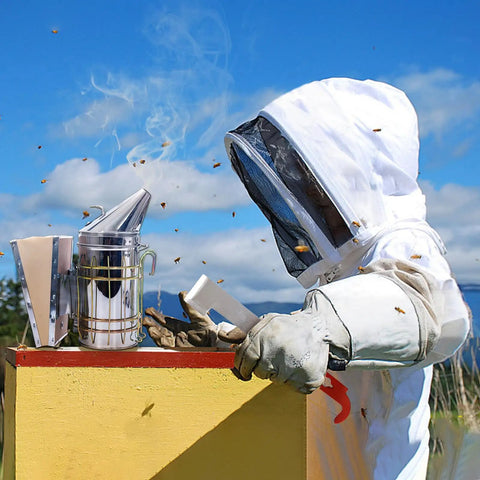 Beekeeping Essentials Starter Kit For Beginners With Full Body Bee Suit Including Bee Smoker and Hive Tool in use