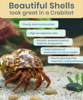 Super Cool Brown Turbo Shells For Hermit Crabs Two Pack 1.75 To 2 Inches with a hermit crab in a marine aquarium.