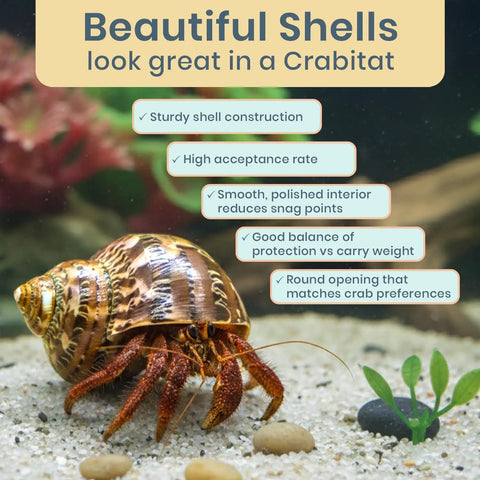 Super Cool Brown Turbo Shells For Hermit Crabs Two Pack 1.75 To 2 Inches with a hermit crab in a marine aquarium.