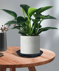 Automatic Irrigation Planter Base Pro Grade With Self Watering Pot Tray System for indoor plants on wooden table.