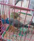 Auto Bird Feeder And Water Dispenser With Clear Polymer Reservoir Clip On Cage Rack Gravity System For Budgies Cockatiels And Parakeets No Sweat Setup Keeps Em Good Daily with parakeets feeding.