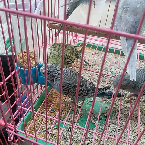 Auto Bird Feeder And Water Dispenser With Clear Polymer Reservoir Clip On Cage Rack Gravity System For Budgies Cockatiels And Parakeets No Sweat Setup Keeps Em Good Daily with parakeets feeding.