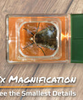 5x Magnifying Bug Catcher With One-Handed Quick Release Trap For Indoor Outdoor Exploration Kids And Adults STEM Learning Toy For Safe Bug Viewing And Easy Release, close-up on insect