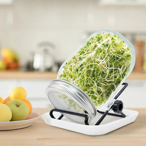 All In One Sprouting Kit with 1000ml Glass Jar, Filter Lid, Adjustable Bracket, and Drip Tray for growing sprouts on kitchen counter
