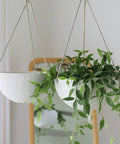 Two Pack 10 Inch Hanging Planters With White Honeycomb Design For Indoor And Outdoor Use, displaying greenery