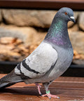 Pigeon wearing Lightweight Aluminum Bird Foot Rings Set With Serial ID Tags Split Leg Anklets for identification and training.