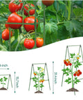 Diagram of Heavy Duty 47 By 16 Inch A Frame Garden Trellis with tomatoes climbing, showing dimensions and steel construction.