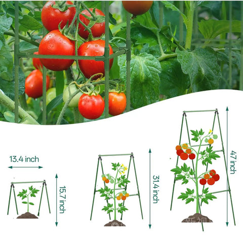 Diagram of Heavy Duty 47 By 16 Inch A Frame Garden Trellis with tomatoes climbing, showing dimensions and steel construction.