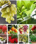 Workhorse Pruning Shears With Stainless SK5 Steel Blades Bypass Garden Shears trimming grapes and foliage, flowers nearby