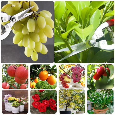 Workhorse Pruning Shears With Stainless SK5 Steel Blades Bypass Garden Shears trimming grapes and foliage, flowers nearby