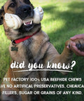 Dog holding Beefhide Chip Rolls 5 Inch Dog Chew Treats Peanut Butter Flavor Made in USA in mouth, person holding paw