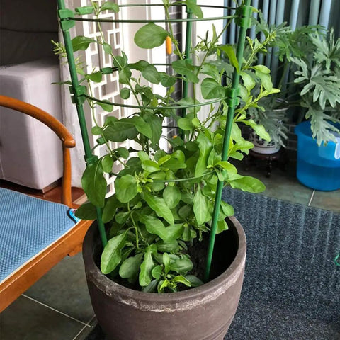 Heavy Duty 24 Inch Garden Stakes 25 Pack Plastic Coated Metal Plant Supports For Tomatoes Beans And Trees in potted plant