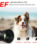 85mm F1.8 Portrait Manual Focus Lens For EF/EF-S Mount DSLRs No Autofocus Creamy Bokeh next to a dog on the beach