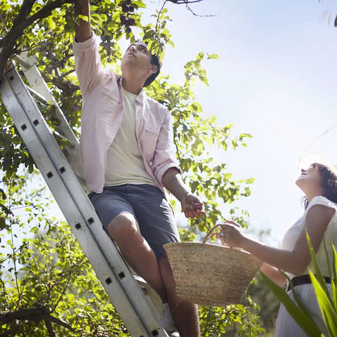 Man and woman picking fruit using ladder with Replacement Shoe Kit For Aluminum Extension Ladders Grippy Non Slip Feet.