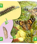 Lifecycle stages of Painted Lady butterfly from caterpillar to butterfly in garden habitat. Two Cup Refill Of Caterpillars Basic With Ten Live Baby Painted Lady Caterpillars For Your Butterfly Garden Habitat Refill Includes Food And Easy Care Tips For Home And Classroom Projects.
