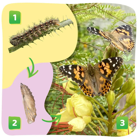 Cup Of Caterpillars Refill Kit With Five Live Painted Lady Caterpillars And Food Included, Chrys A Lid Log Included