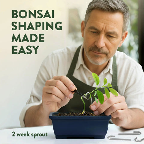 Man shaping bonsai tree sapling in pot, demonstrating All In One Bonsai Starter Kit For Plant Lovers Grow Four Bonsai Trees At Home