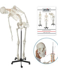 Flexible Life Size 5 Foot 6 Inch Human Skeleton With 206 Bones And A Poseable Spine And Joints on Rolling Stand, image of study booklet