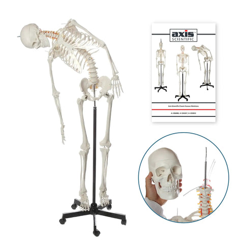 Flexible Life Size 5 Foot 6 Inch Human Skeleton With 206 Bones And A Poseable Spine And Joints on Rolling Stand, image of study booklet