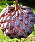 Red Sugar Apple Tree For Home Garden, Tropical Fruit Tree, 2 To 3 Ft Tall In A 3 Gallon Pot, No Fuss Grow Backyard Fruit Plant For Fresh Home Harvest With Easy Care, ripe fruit close-up