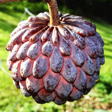 Red Sugar Apple Tree For Home Garden, Tropical Fruit Tree, 2 To 3 Ft Tall In A 3 Gallon Pot, No Fuss Grow Backyard Fruit Plant For Fresh Home Harvest With Easy Care, ripe fruit close-up