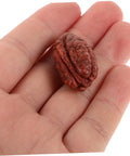 Hand holding a lifelike walnut pecan from Realistic Walnut Miniature Pecans Set Ten Pieces For DIY Decor And Fake Food Props Totally Cute Mini House Accessories Nut Models For Dollhouse And Craft Projects Whimsical Office Desk Decor.