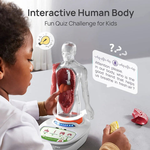 Child using Interactive Human Anatomy Model For Kids With Talking Modes 11 Inch Realistic Anatomy Kit with quiz mode.