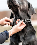 Person securing a ClicLock Stainless Steel Buckle For Prong Dog Training Collar With Quick Release on large dog's neck.
