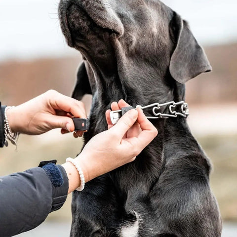 Person securing a ClicLock Stainless Steel Buckle For Prong Dog Training Collar With Quick Release on large dog's neck.