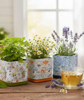 Herbal Tea Garden Starter Kit With Lavender Chamomile And Lemon Balm Seeds In 3 Square Tin Planters on windowsill, tea cup beside plants.