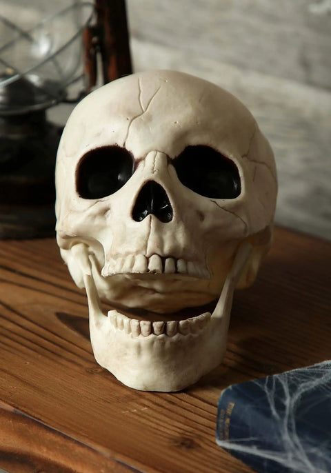 Six Inch Realistic Skeleton Skull Prop With Movable Jaw Made From All Weather Plastic Ideal For Halloween Decor on table