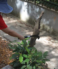 Person using Heavy Duty Billhook Sickle Machete With Aluminum Handle And Carbon Steel Blade for yard clearing