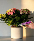 8 Piece 60ML External Spiral Syringe Set With Purple Plunger And Sealing Screw Cap used for watering plants.