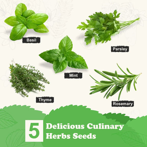 Image showing five herb varieties: Basil, Parsley, Mint, Thyme, Rosemary included in the All In One Kitchen Windowsill Herb Garden Starter Kit That Makes Growing Basil Parsley Rosemary Thyme Mint A Breeze With Five Seed Varieties Planter Box Bags Discs Markers Tools Pruner Water Bottle And Easy DIY Guide.