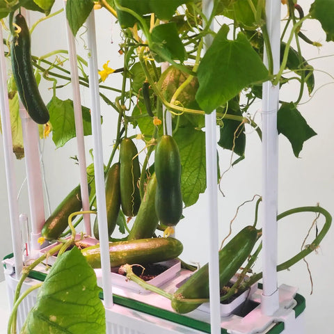 Cucumbers growing in Big Indoor Hydroponic Growing System Kit With Trellis Smart Garden With LED Grow Light Plug And Play Kit