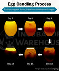 Egg candling process showing embryo development stages using Ultra Bright LED Egg Candler Portable Light For All Egg Sizes.