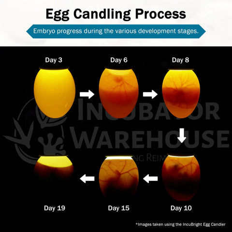 Egg candling process showing embryo development stages using Ultra Bright LED Egg Candler Portable Light For All Egg Sizes.