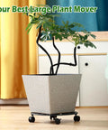 Heavy Duty Rolling Plant Stands With Wheels Two Pack Metal Plant Caddy Smooth Cast Iron Rollers For Indoor Plant Pots gliding with a potted plant.