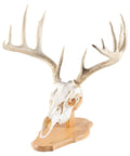 Dope Solid Oak Skull Display Kit For Table Or Wall Mount, Reversible Euro Style Display Shelf For Bear, Whitetail Deer, Mule Deer And Sheep Skulls, Includes Hardware And Full Instructions, Skull Not Included on table mount