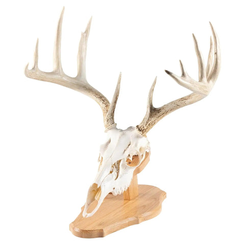 Dope Solid Oak Skull Display Kit For Table Or Wall Mount, Reversible Euro Style Display Shelf For Bear, Whitetail Deer, Mule Deer And Sheep Skulls, Includes Hardware And Full Instructions, Skull Not Included on table mount