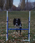 Dog jumping over 4 Pack Adjustable Dog Agility Bar Jumps With Cup Strips For Backyard Training And Competition Style Jump Cups