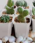 Clear 3 Inch Nursery Pots With Saucers, 30 Pack Thick Plastic Seedling Planter Pots displaying cacti with drainage holes