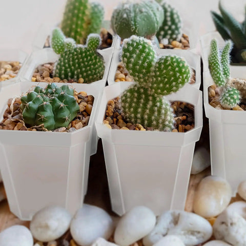 Clear 3 Inch Nursery Pots With Saucers, 30 Pack Thick Plastic Seedling Planter Pots displaying cacti with drainage holes