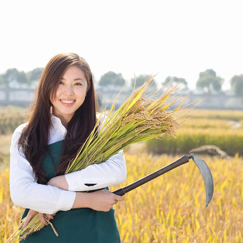 Person holding sickle next to crops, using Six Pack Weeding Sickle Replacement Heads With Three Styles Carbon Steel Blades, outdoors.