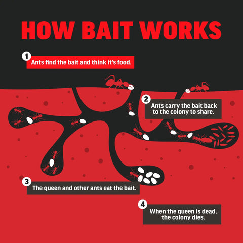 Diagram showing how bait works in "Ant Killer For Outdoor Home Perimeter 24 Oz Black Label Kills 25 Ant Species Including Carpenter Argentine Odorous House Pavement Pharaoh Ants Use Any Time Ants Are Active Best When Cool Early Morning Or Evening."