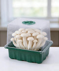 4 Pack Monotub Mushroom Growing Kit For Home Cultivation With 6.5 By 5 By 6.5 Inch Boxes And Included Spray Bottle Rotatable Top Design