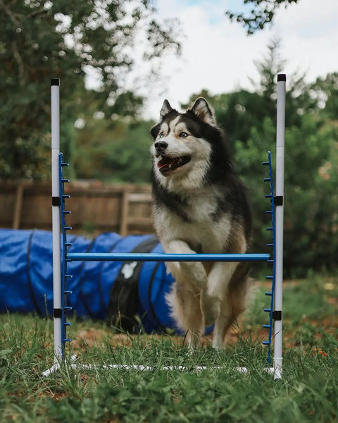 Dog jumping over bar in Backyard Dog Agility Jump Set 4 Pack With Two Adjustable Bar Jumps And Two Breakaway Tire Jumps