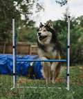 Husky jumping over 4 Pack Adjustable Dog Agility Bar Jumps With Cup Strips For Backyard Training And Competition Style Jump Cups For Height Class